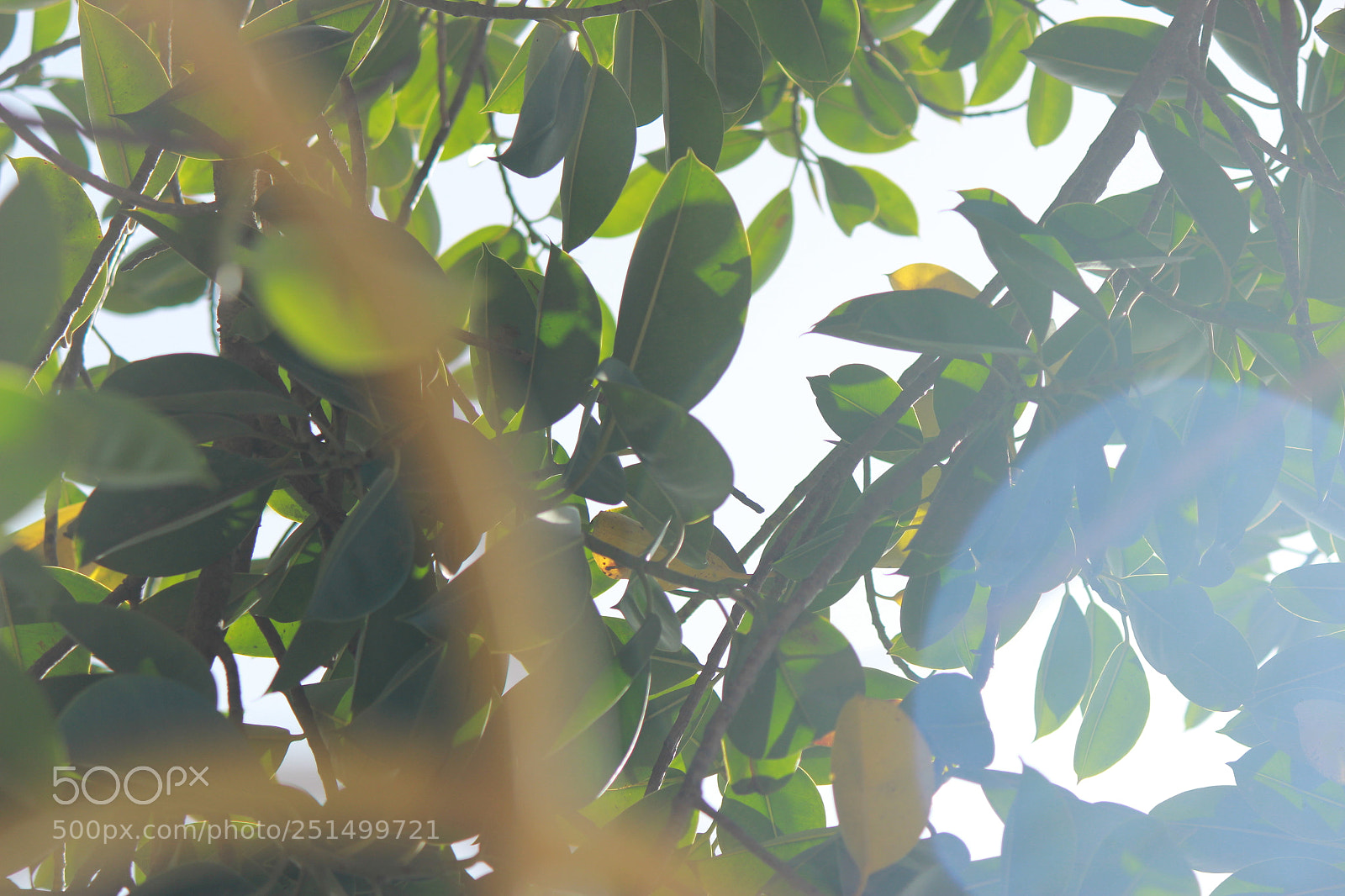 Canon EF-S 55-250mm F4-5.6 IS II sample photo. Img photography