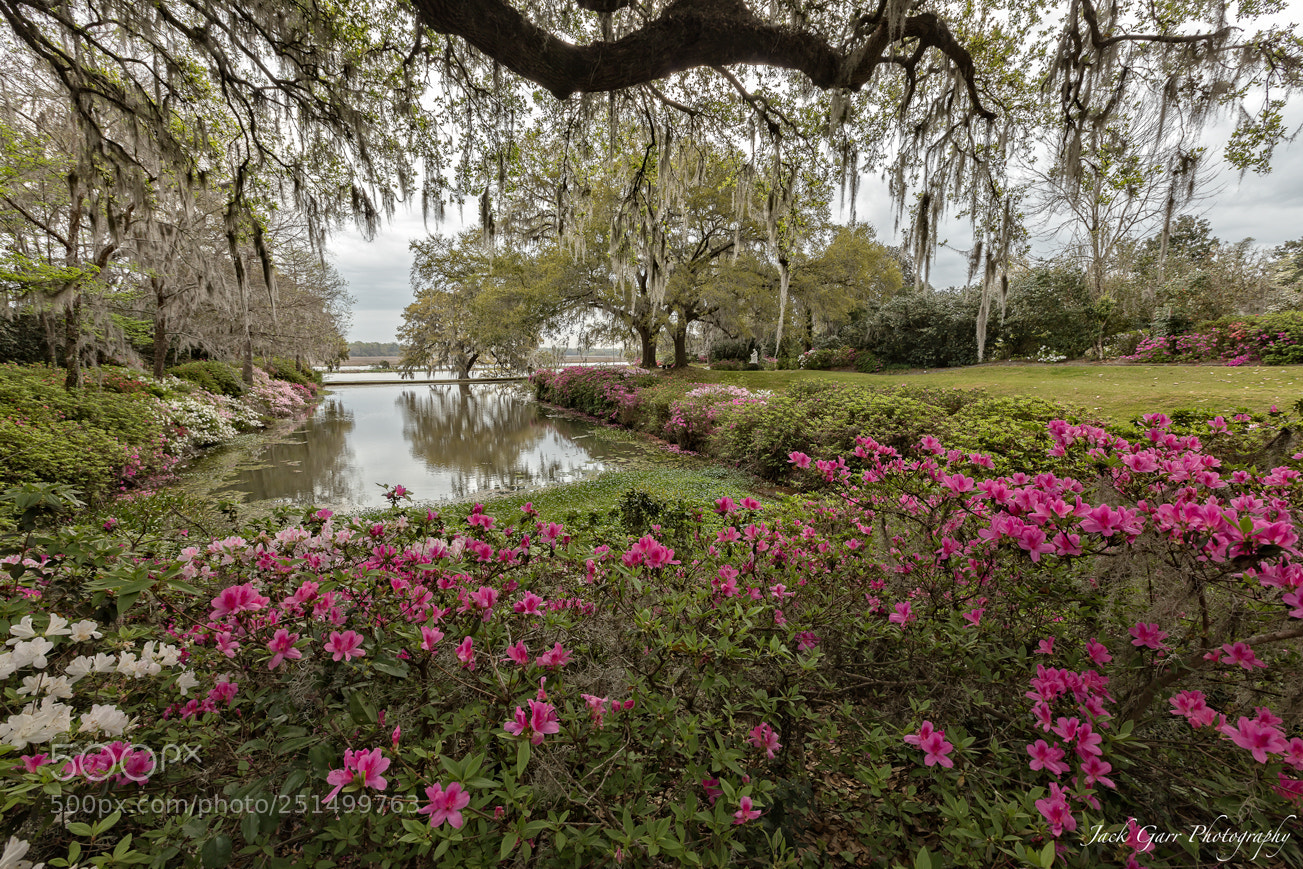 Canon EOS 5DS sample photo. Azalea garden in the photography