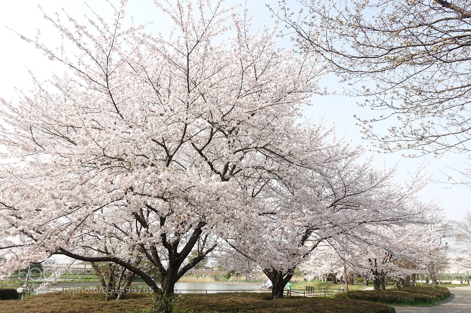 Sony Cyber-shot DSC-RX100 III sample photo. Sakura photography