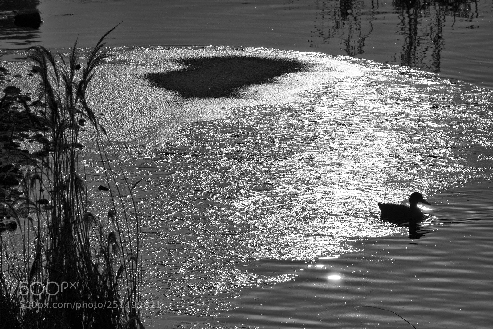 Canon EOS 100D (EOS Rebel SL1 / EOS Kiss X7) sample photo. A duck on the photography