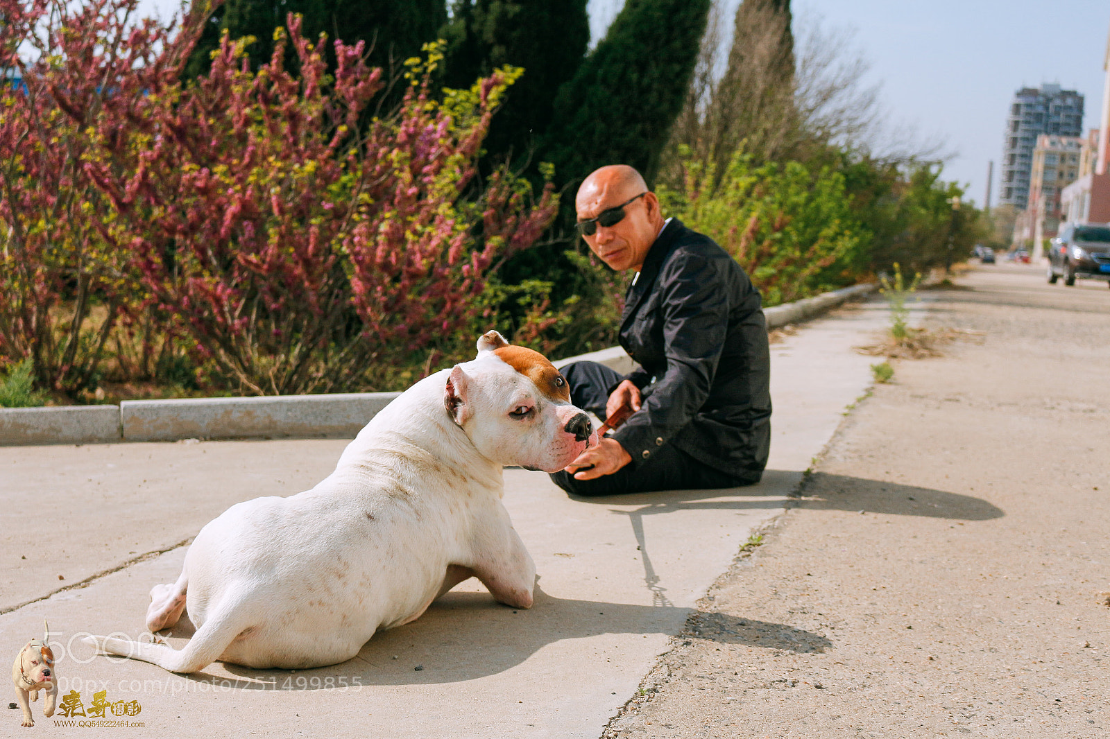 Canon EOS 700D (EOS Rebel T5i / EOS Kiss X7i) sample photo. 犬 我们的朋友 photography
