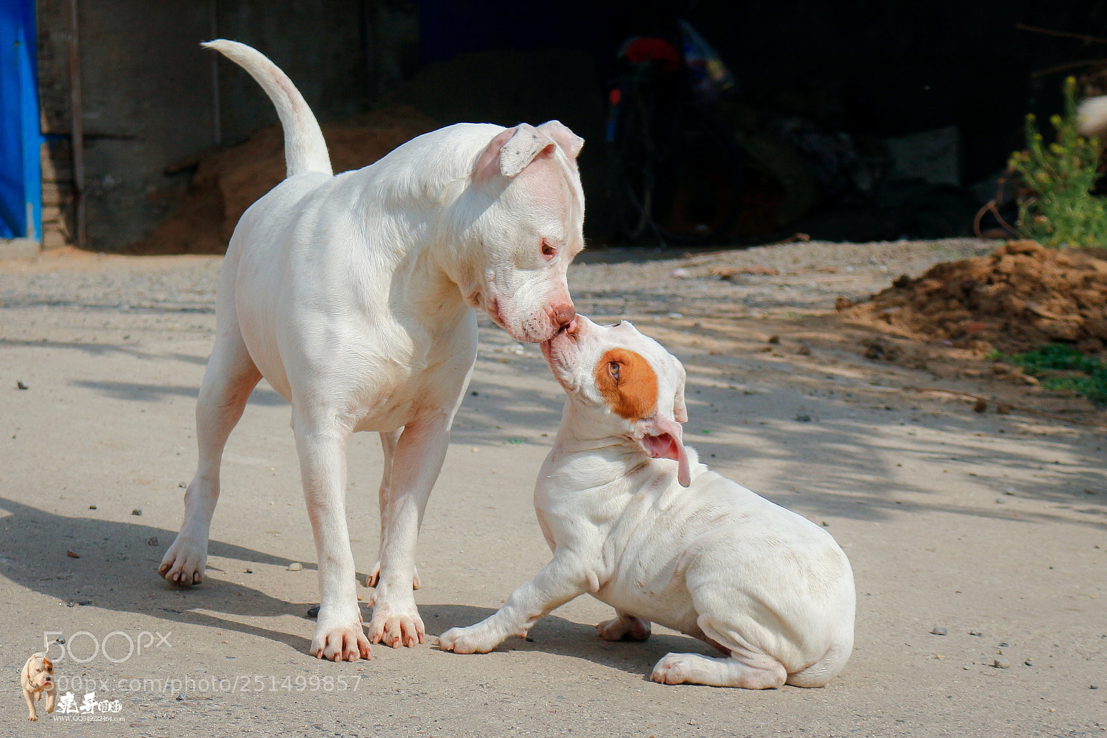 Canon EOS 700D (EOS Rebel T5i / EOS Kiss X7i) sample photo. 犬 我们的朋友 photography