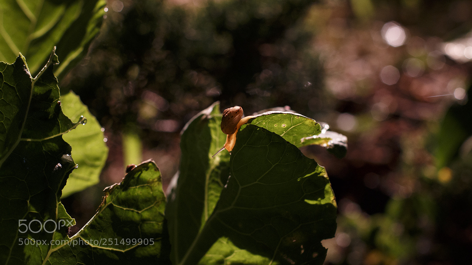 Canon EOS 70D sample photo. Snail eating photography