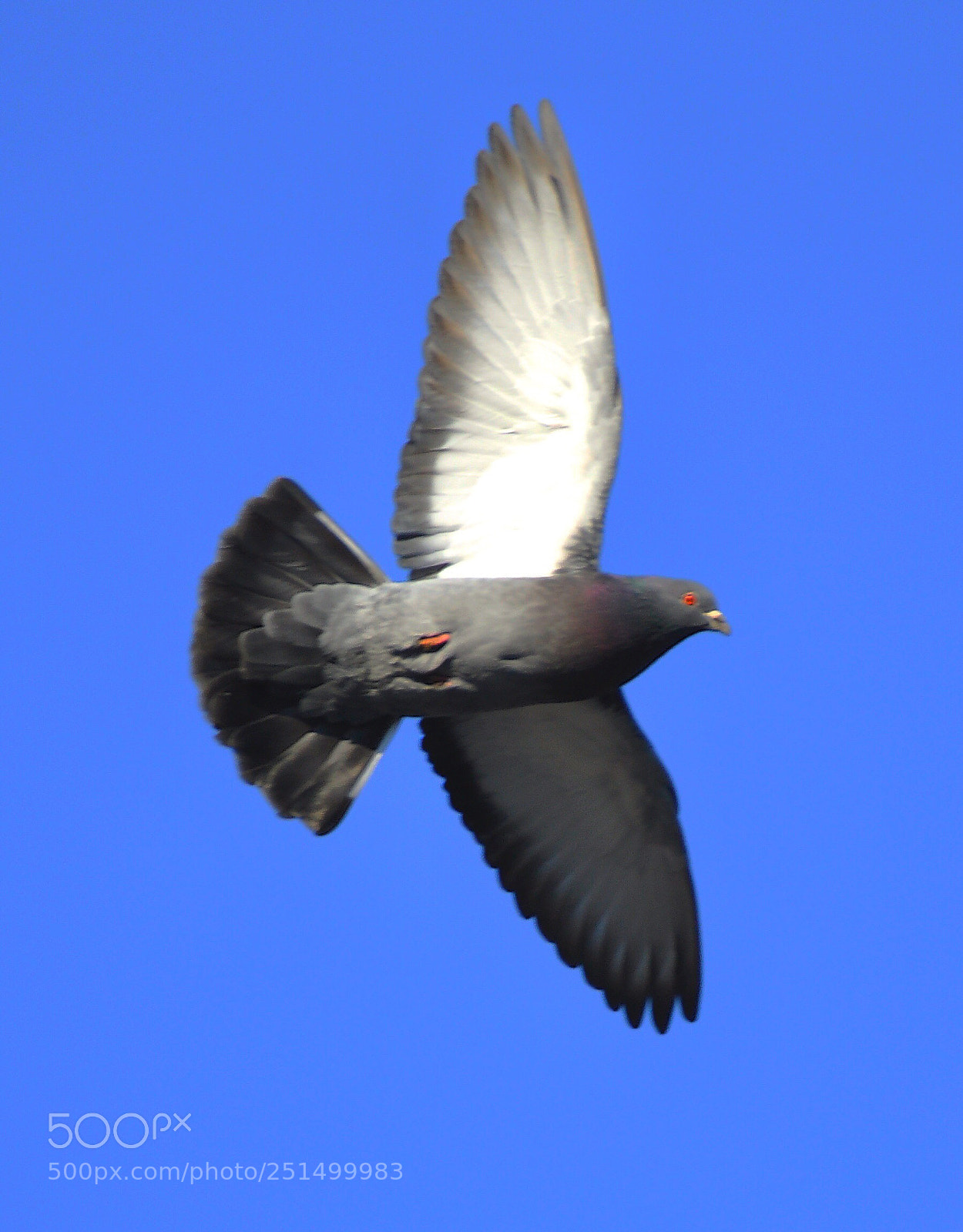 Nikon D90 sample photo. Pigeon  photography