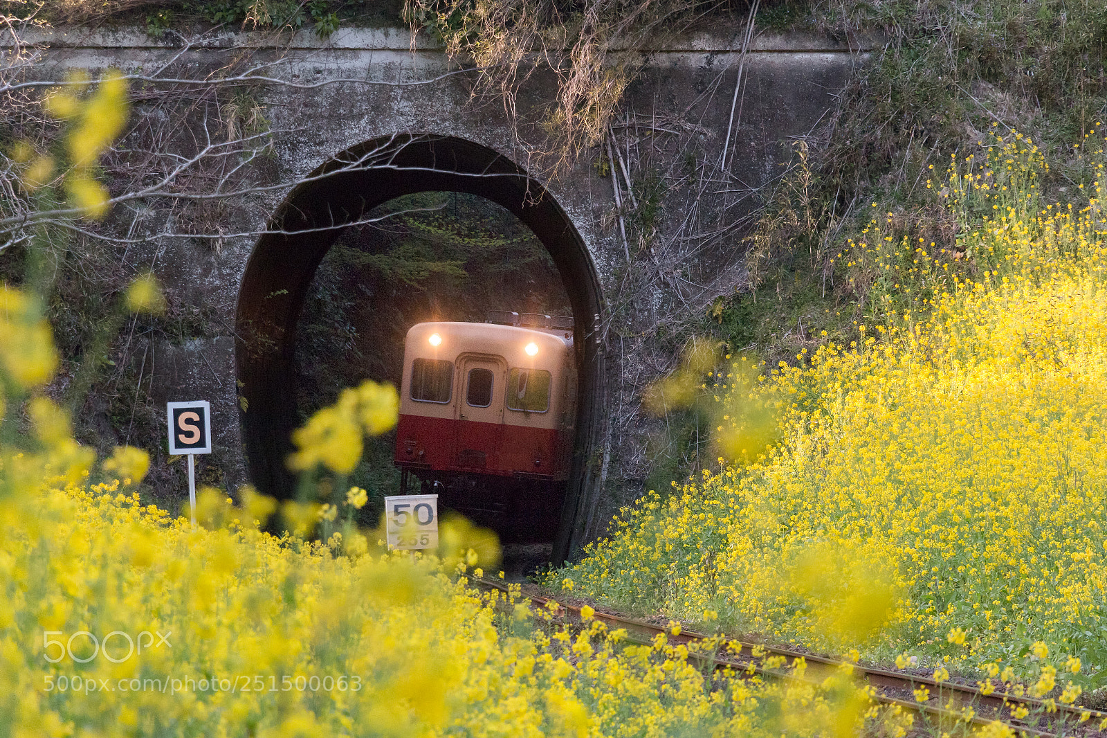 Canon EOS 70D sample photo. The tunnel of spring photography