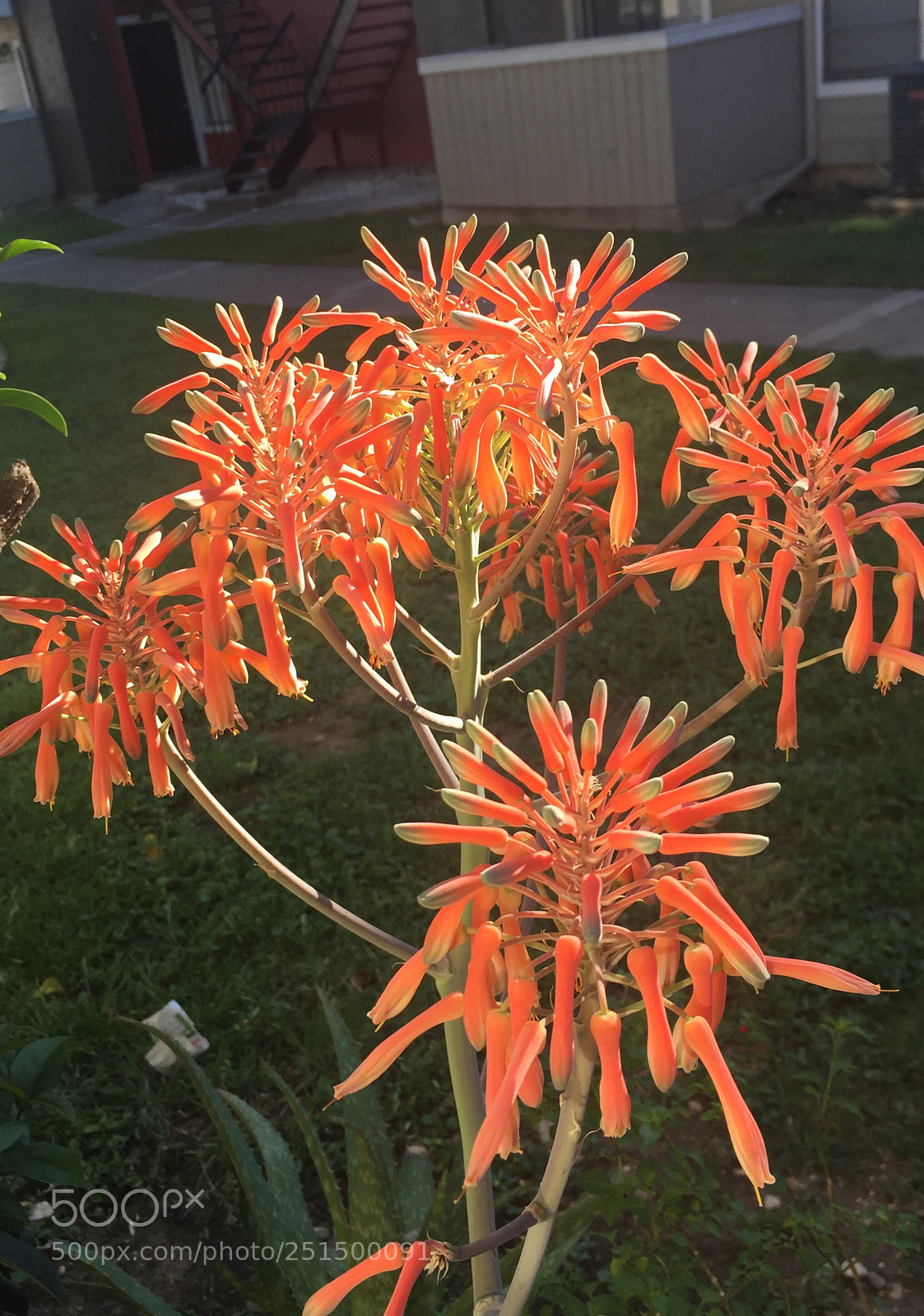Apple iPhone 6 sample photo. I love lady aloe photography
