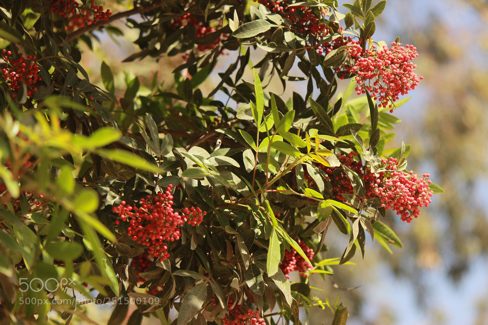 Canon EF-S 55-250mm F4-5.6 IS II sample photo. Img photography