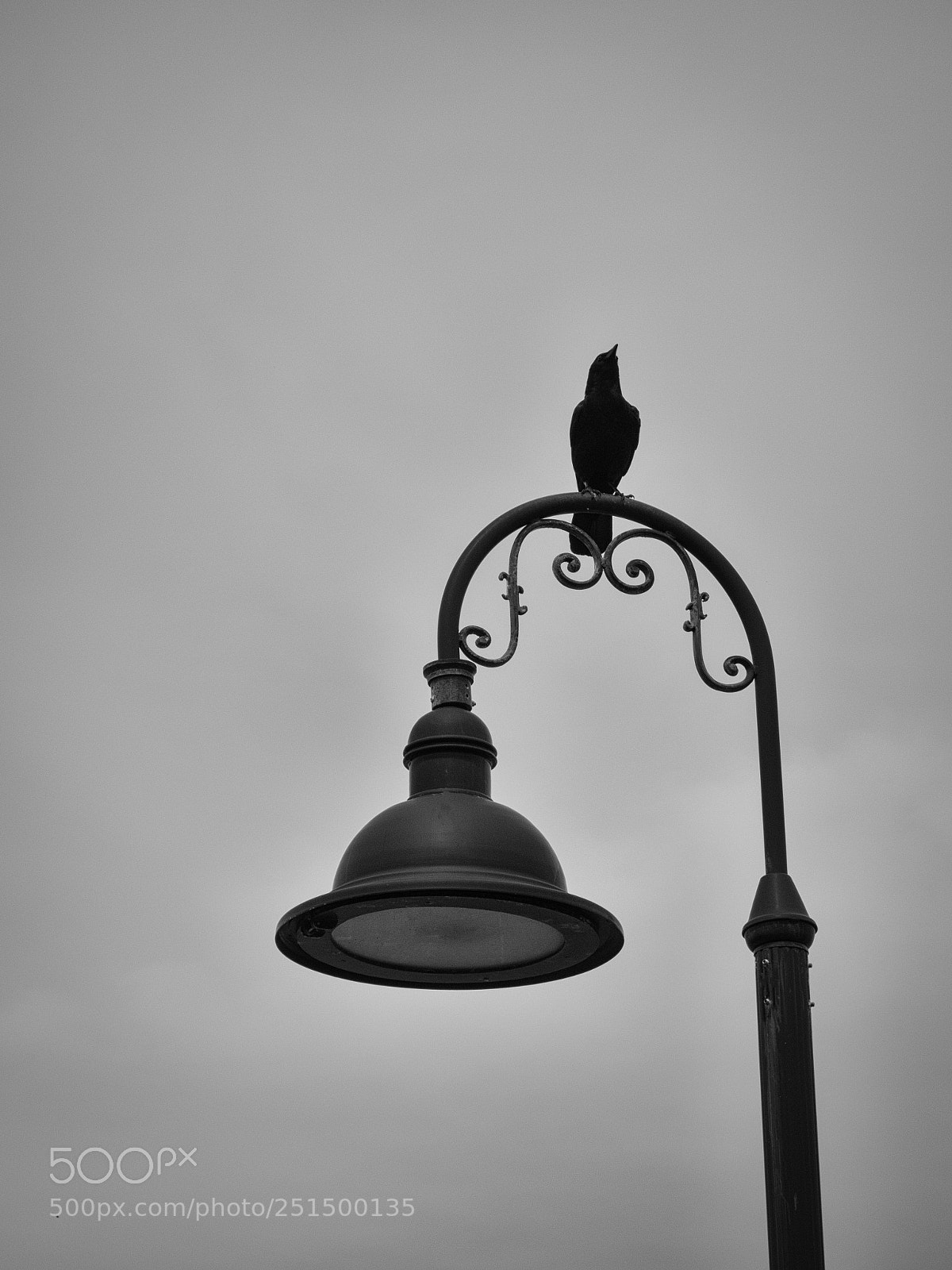 Sony Cyber-shot DSC-RX100 sample photo. Black photography