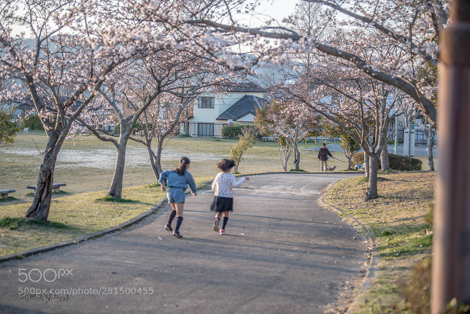 Nikon D810 sample photo. Rejoice in flowering photography