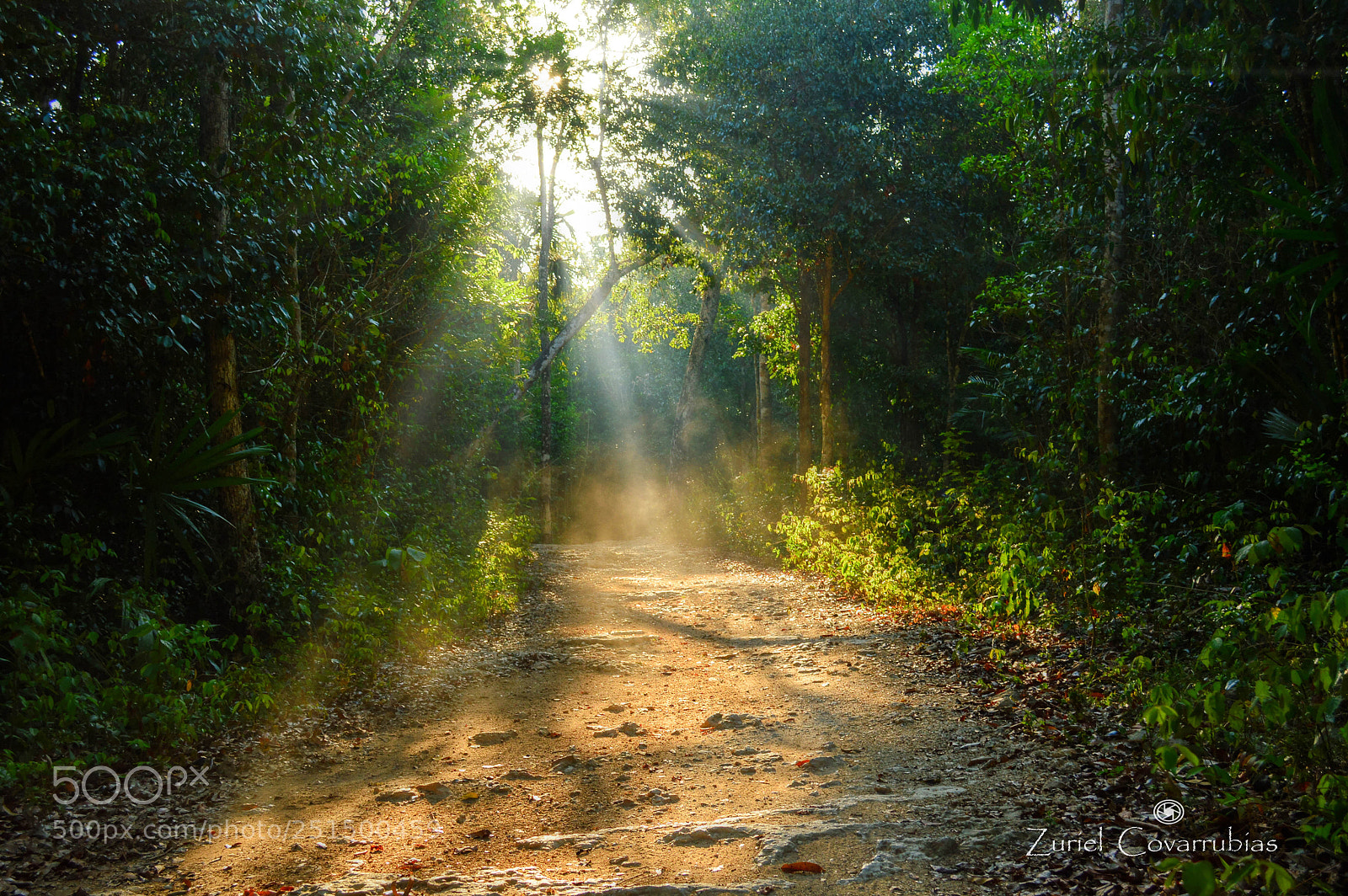 Nikon D3200 sample photo. Rain forest trip photography