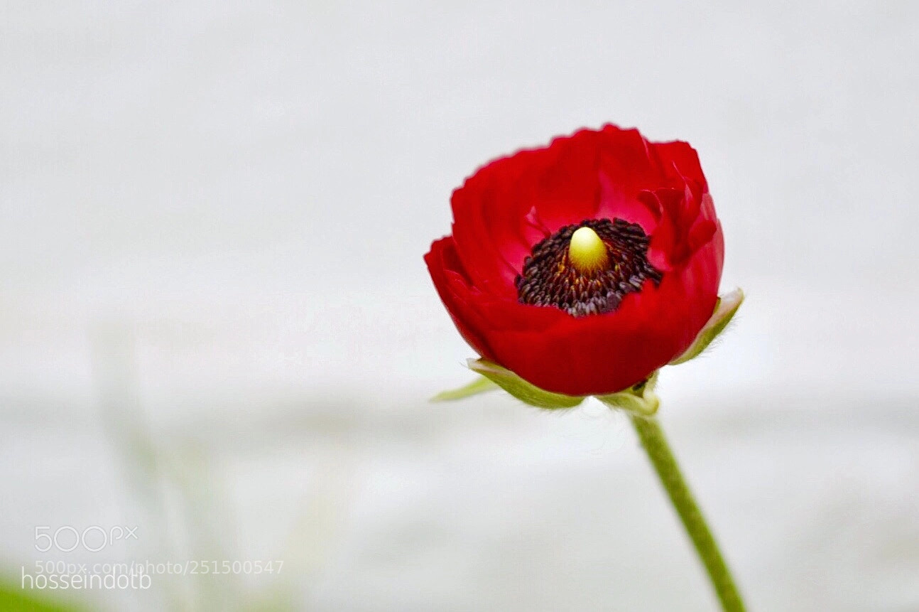 Nikon D5300 sample photo. In farsi: shaqayegh! photography