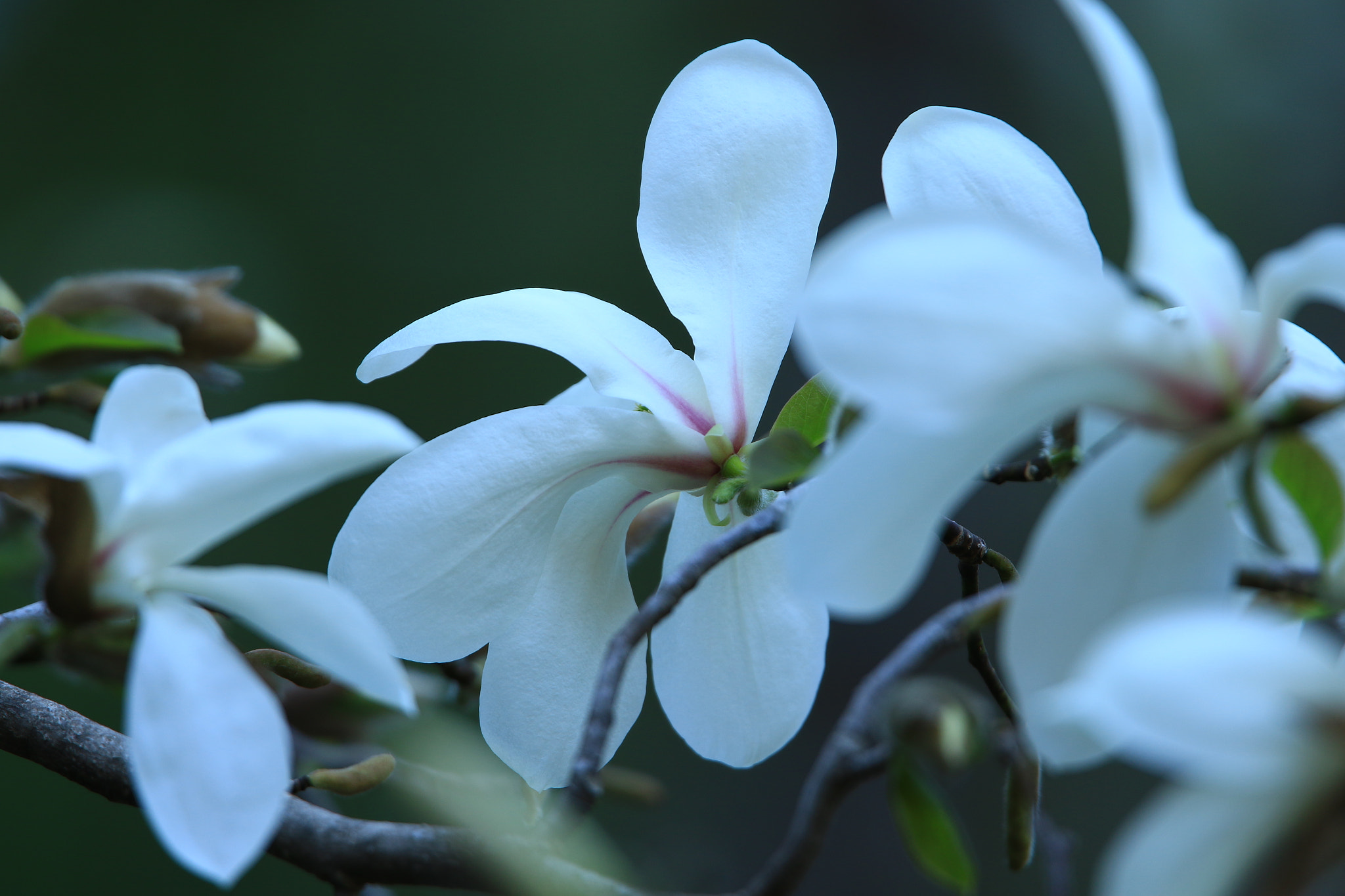 Canon EF 400mm F2.8L IS USM sample photo. Kobushi magnolia コブシ photography