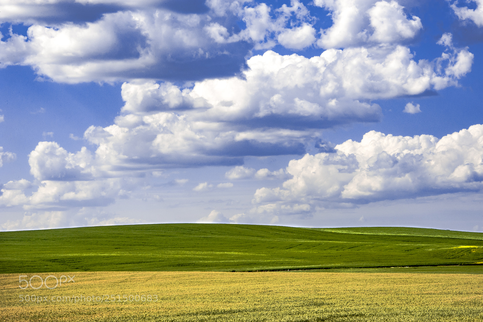 Nikon D700 sample photo. Palouse hills of wheat photography