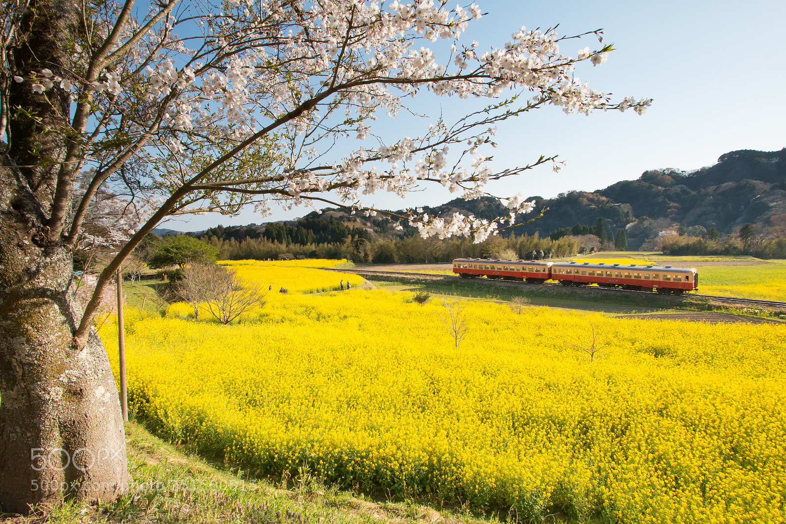 Canon EOS 70D sample photo. Yellow fields photography