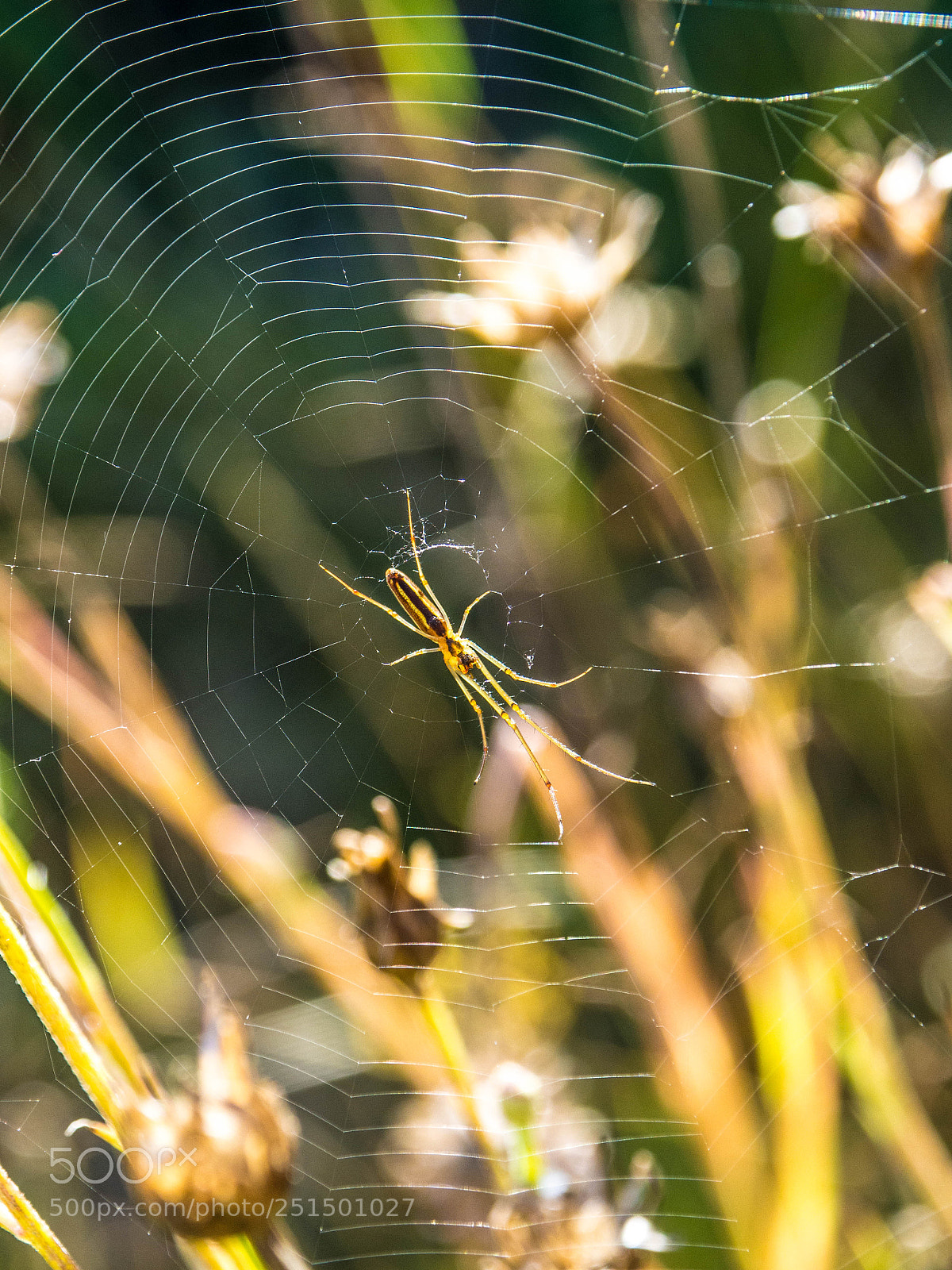 Olympus OM-D E-M10 sample photo. Spider with web photography