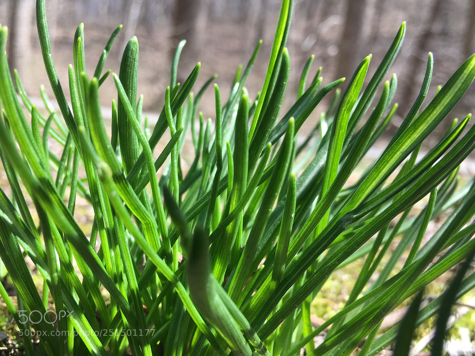 Apple iPhone SE sample photo. Untitled photography