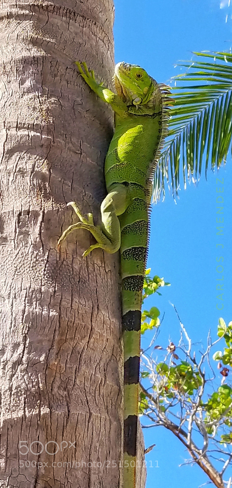 Samsung Galaxy S8 sample photo. My little friend photography