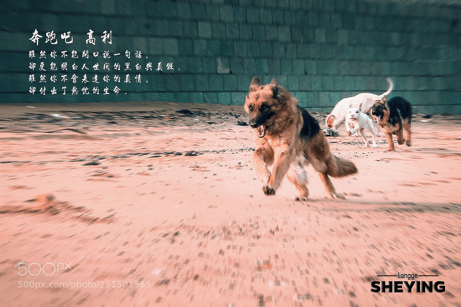 Canon EOS 700D (EOS Rebel T5i / EOS Kiss X7i) sample photo. 奔跑的高利 photography