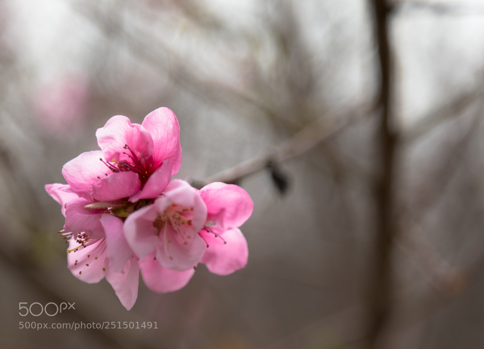 Canon EOS 5D Mark IV sample photo. Cherry blossoms photography