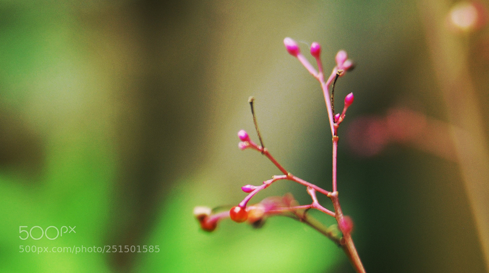 Nikon D300 sample photo. Untitled photography