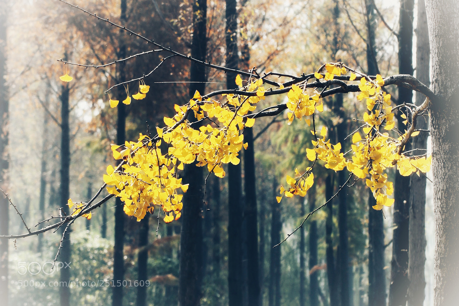 Canon EOS 50D sample photo. Untitled photography