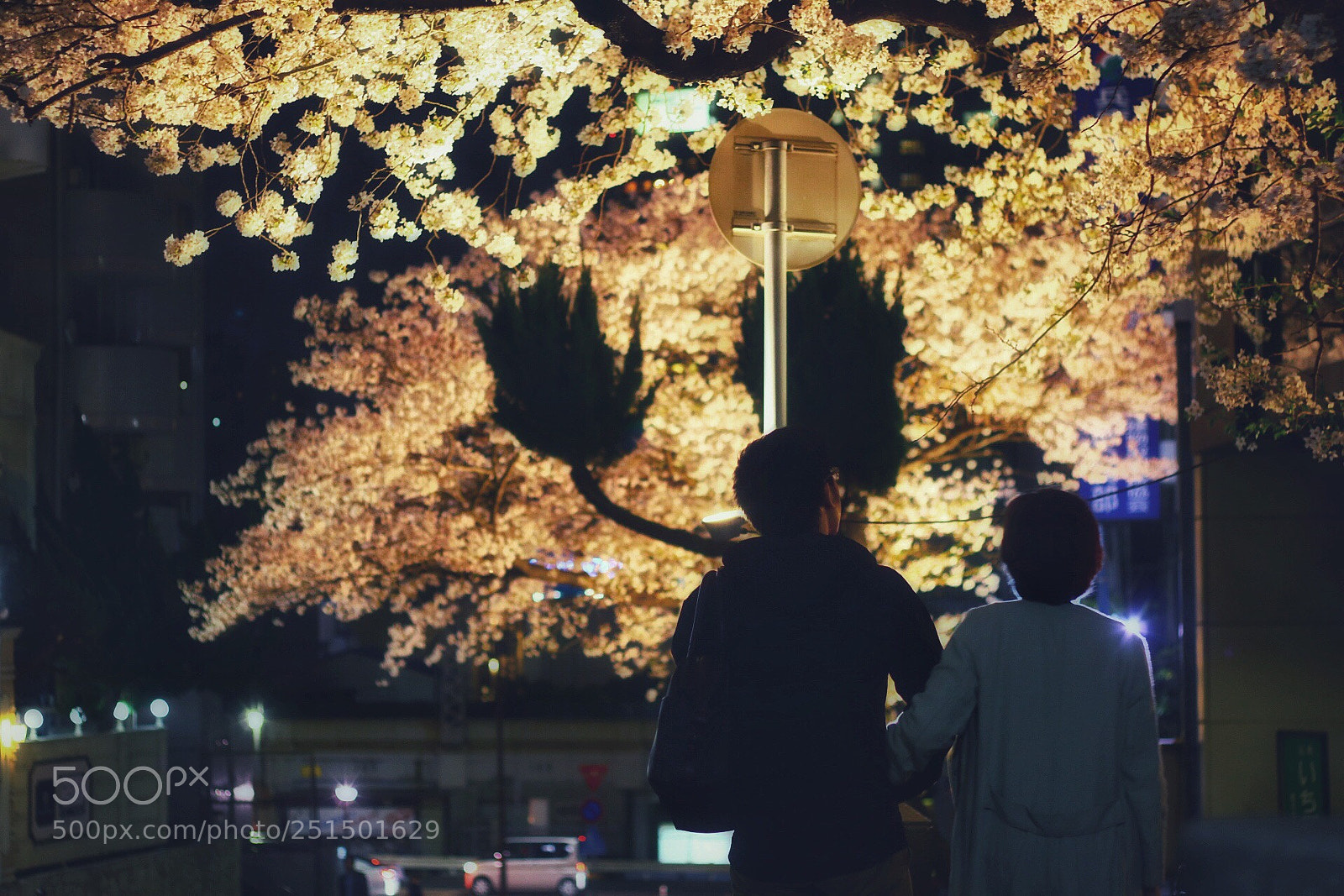 Canon EOS 80D sample photo. Cherry-blossom viewing. photography