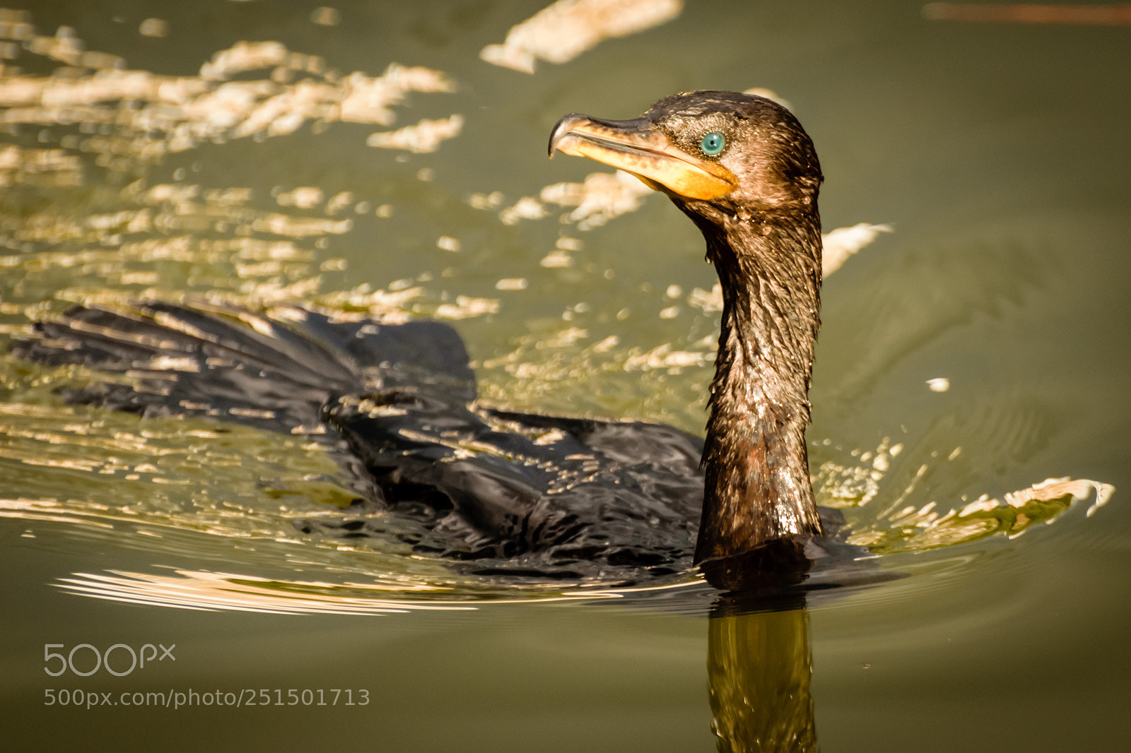 Nikon D5300 sample photo. Neotropic cormorant photography