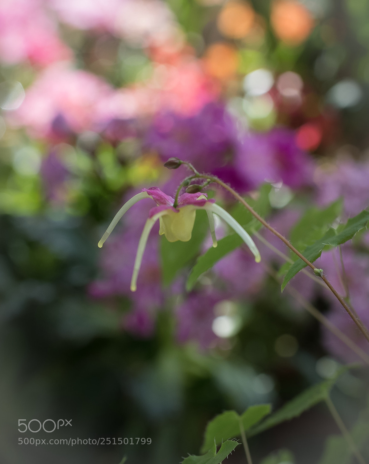 Nikon D800E sample photo. Epimedium photography