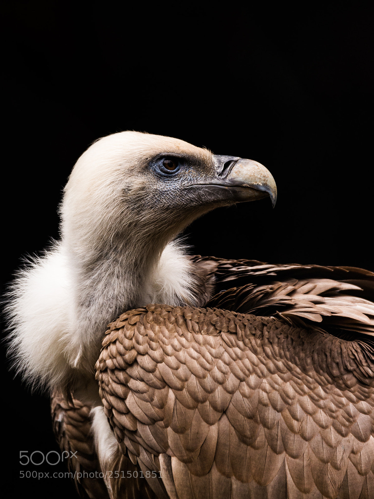 Nikon D600 sample photo. The himalayan vulture or photography