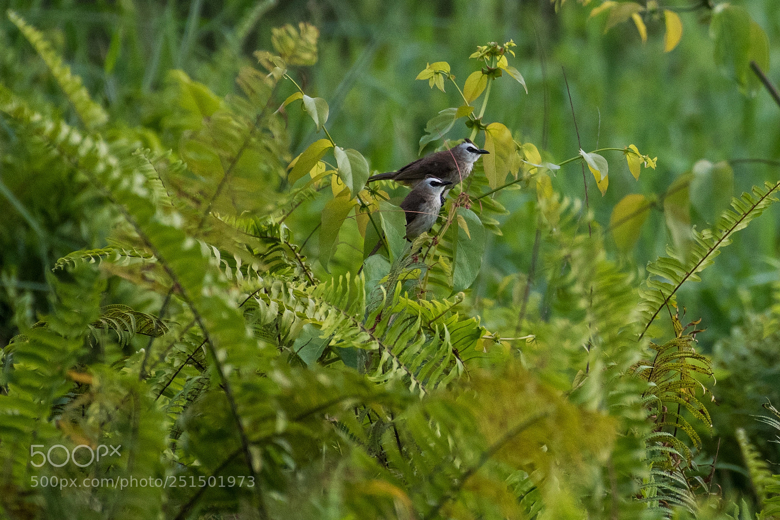 Nikon D5500 sample photo. Resting pair of yellow-vented photography