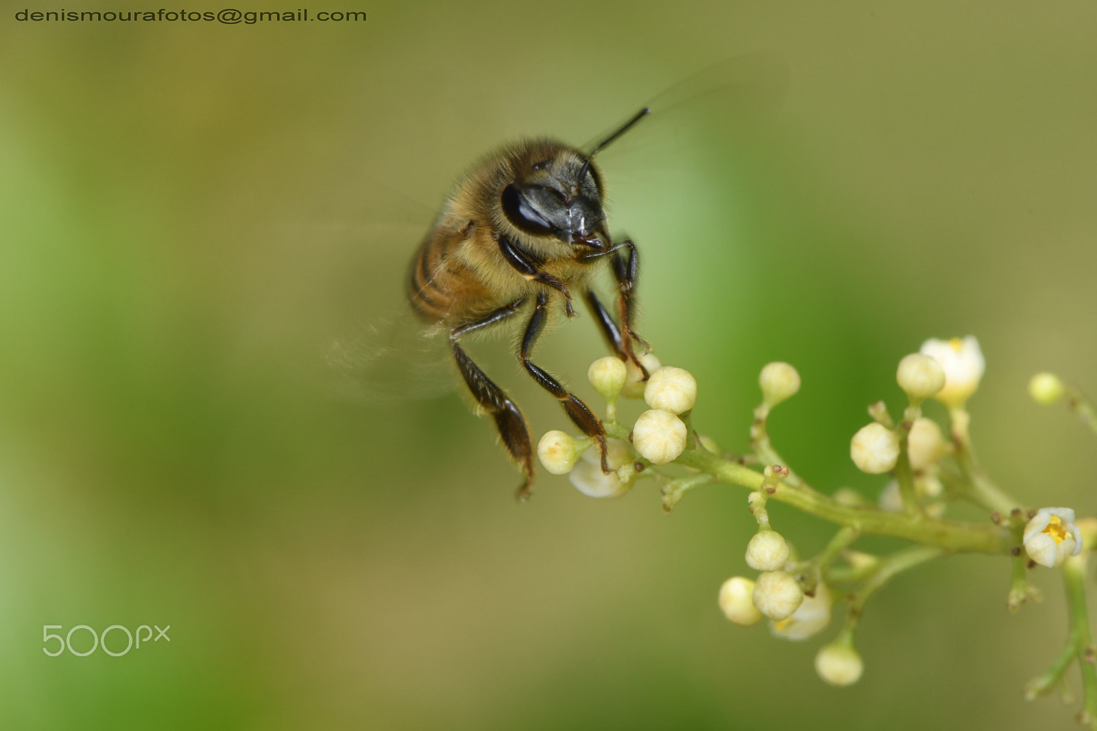 Nikon AF-S Micro-Nikkor 105mm F2.8G IF-ED VR sample photo. Abelha photography