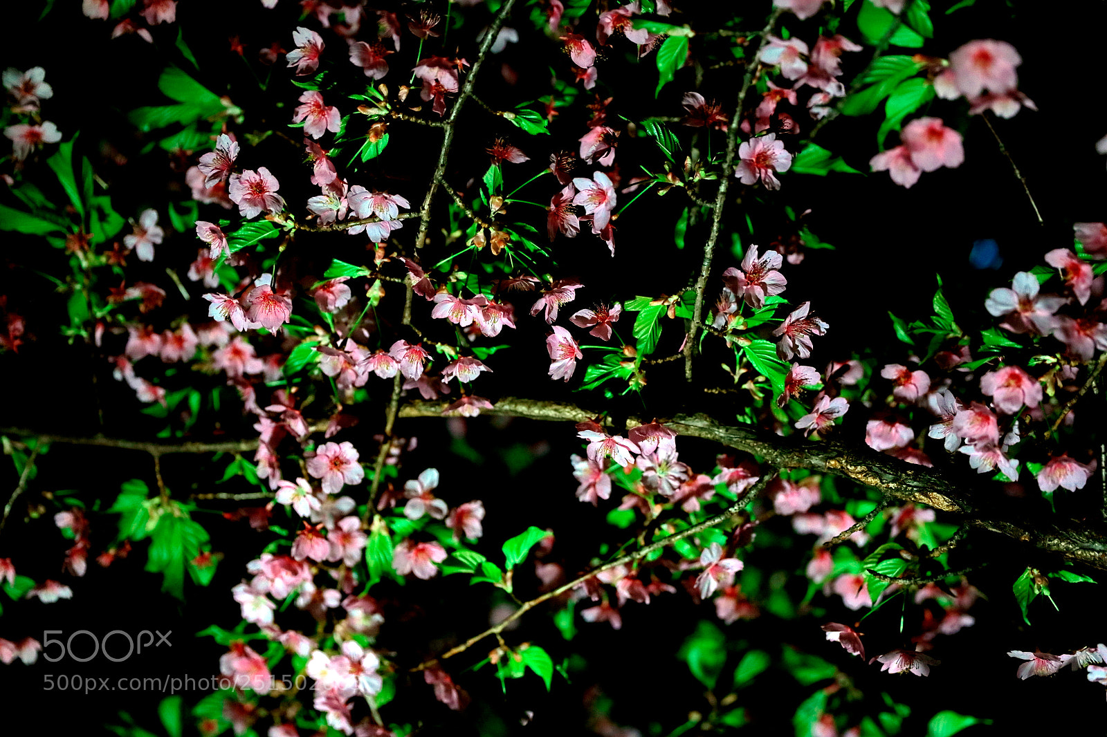 Canon EOS 5DS R sample photo. Sakura.kyoto.night photography