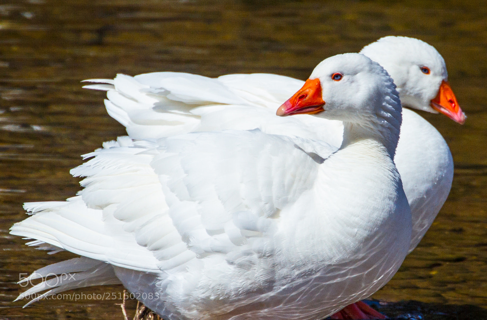 Canon EOS 7D sample photo. Two white geese photography