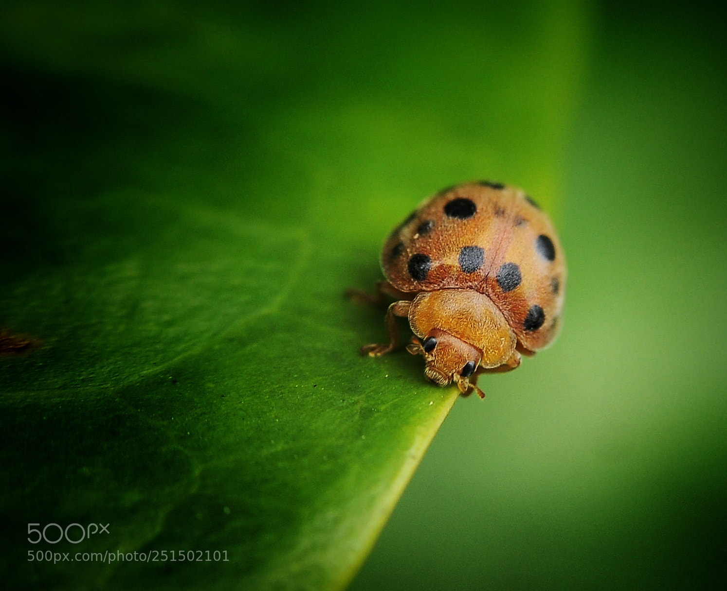 Nikon D300 sample photo. Untitled photography