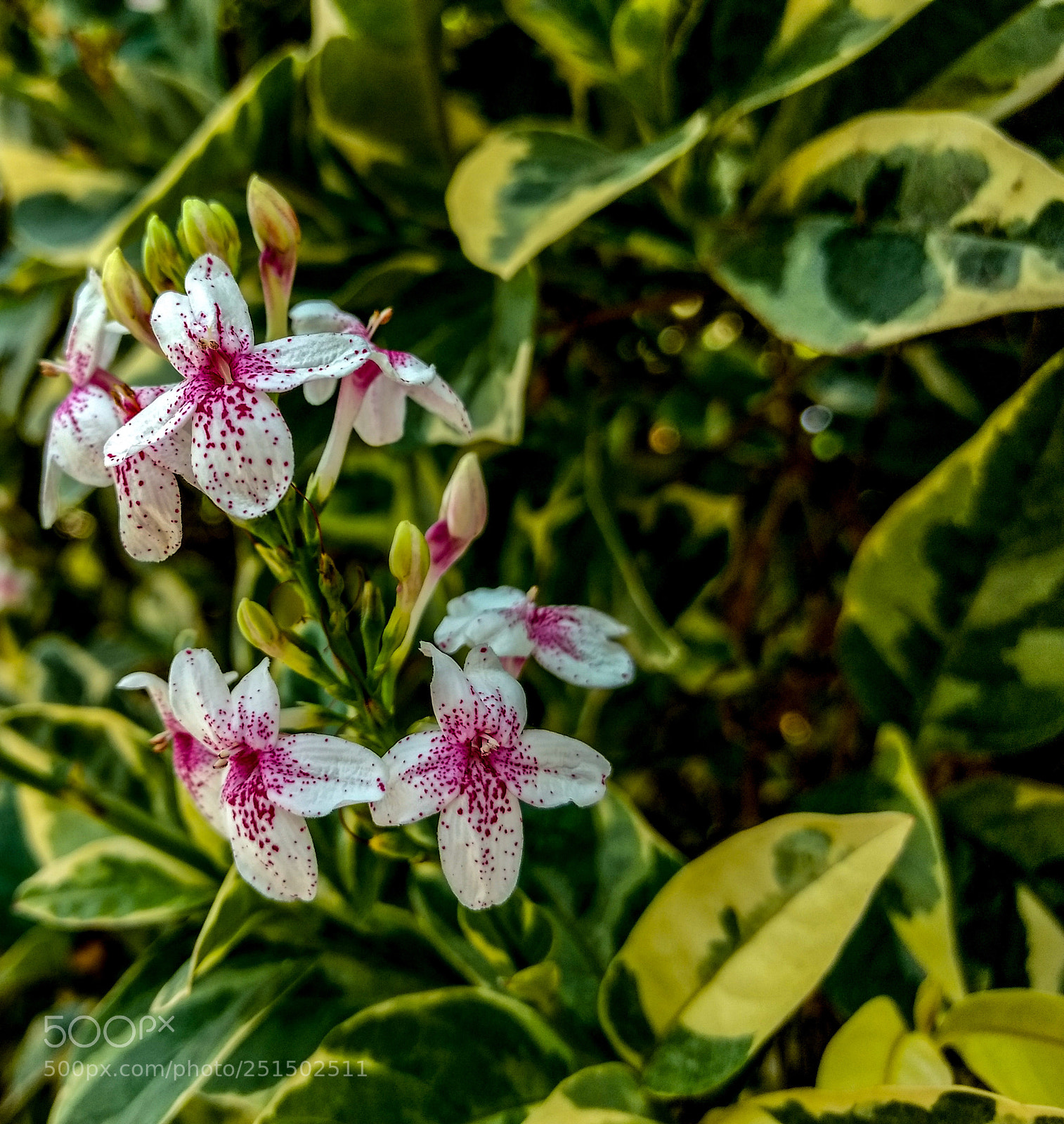 Motorola Moto G (4) sample photo. Pequeñas flores 1 photography