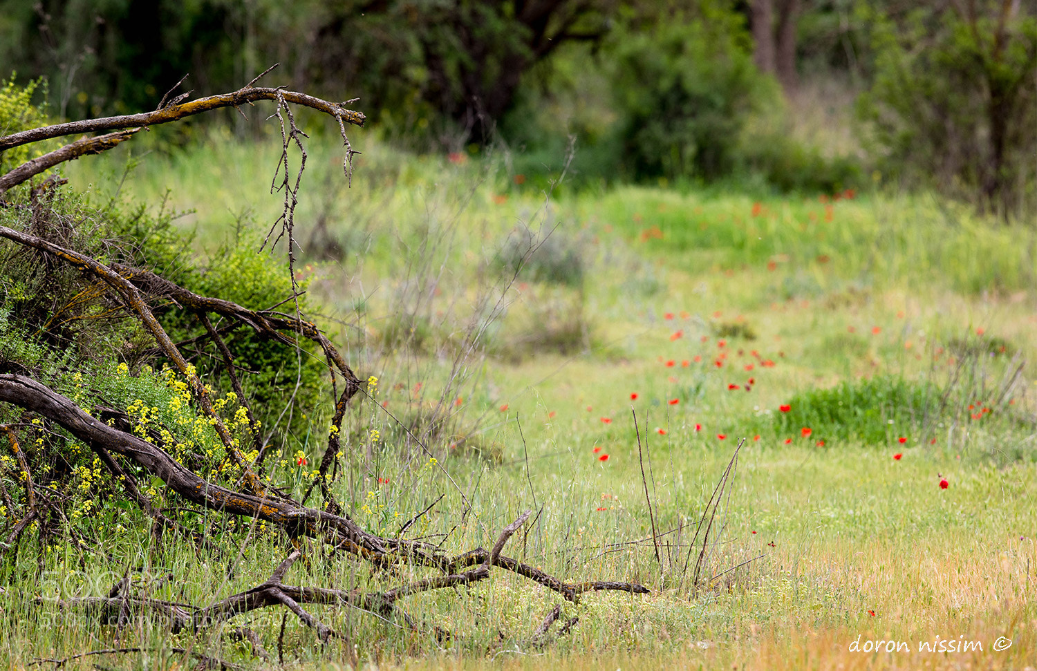 Canon EOS 5D Mark IV sample photo. Spring photography