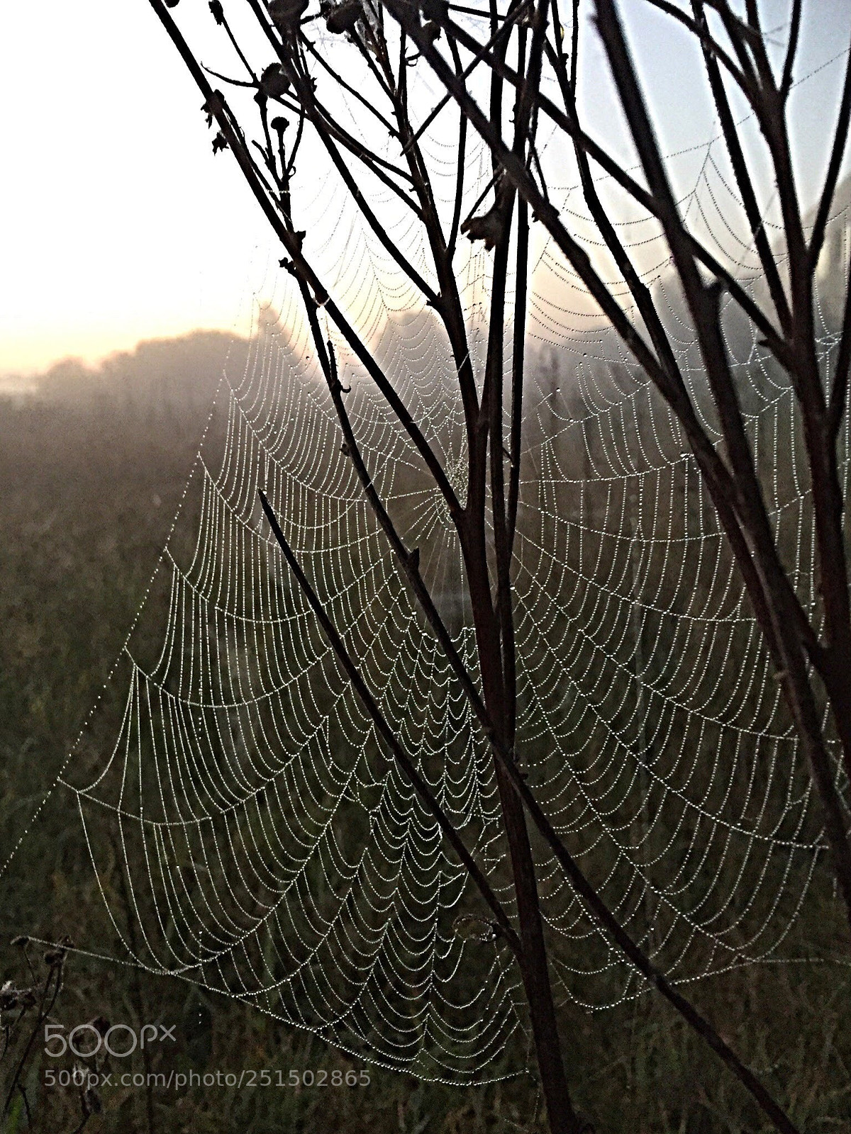 Apple iPhone 6 sample photo. Spider web in the photography