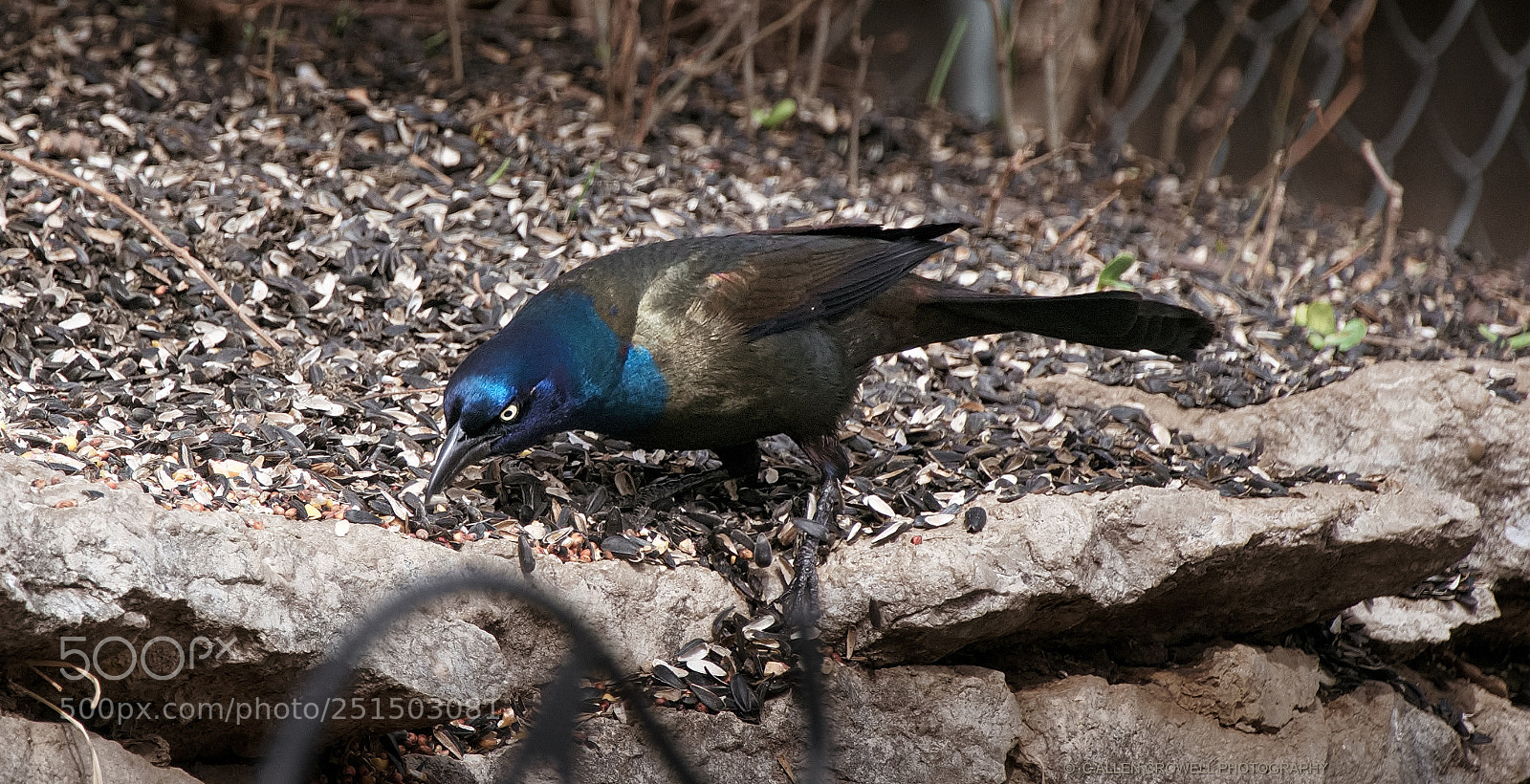 Panasonic Lumix DMC-GX85 (Lumix DMC-GX80 / Lumix DMC-GX7 Mark II) sample photo. Feeder feeding photography
