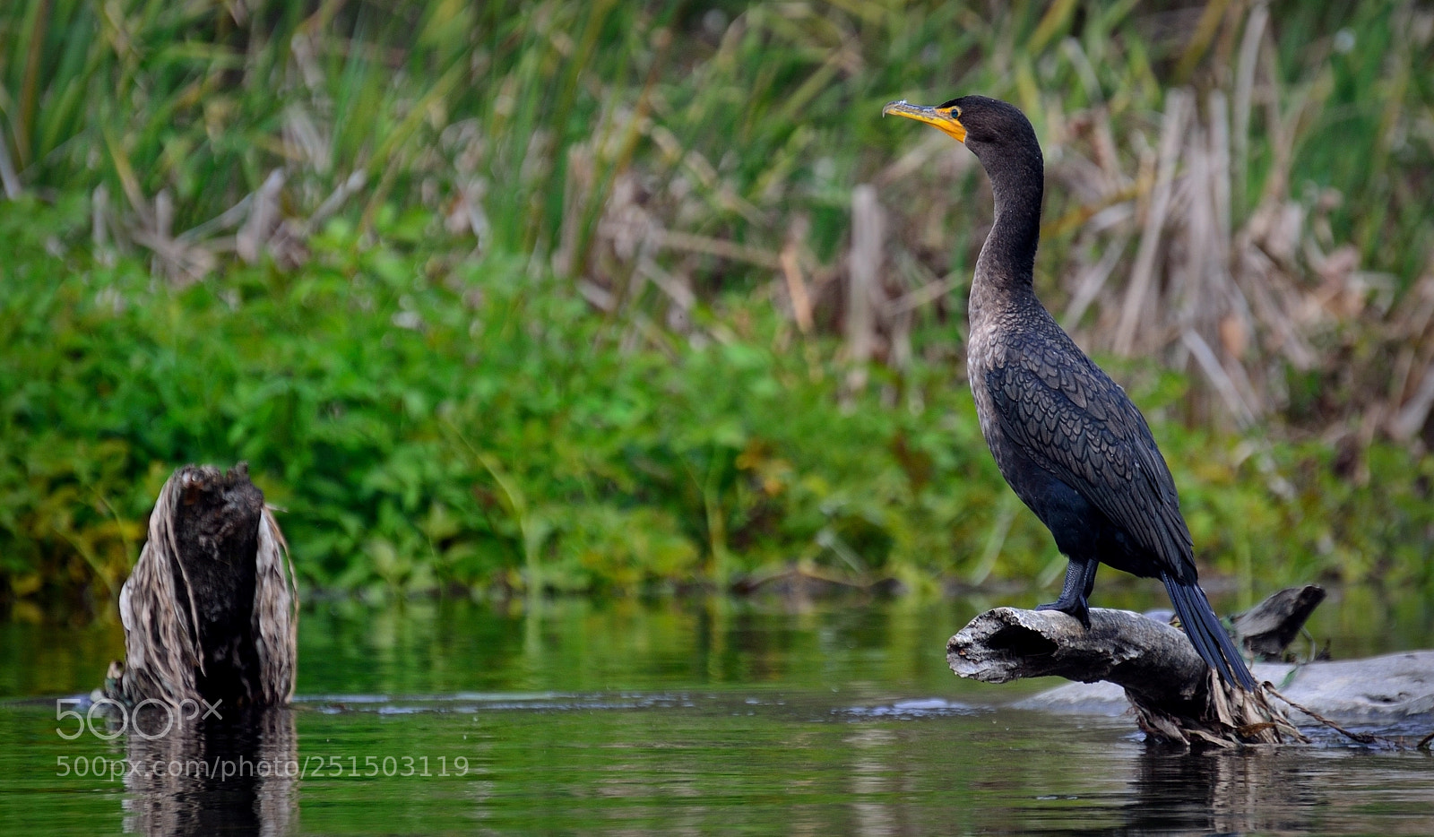 Nikon D7000 sample photo. Wakulla cormorant photography