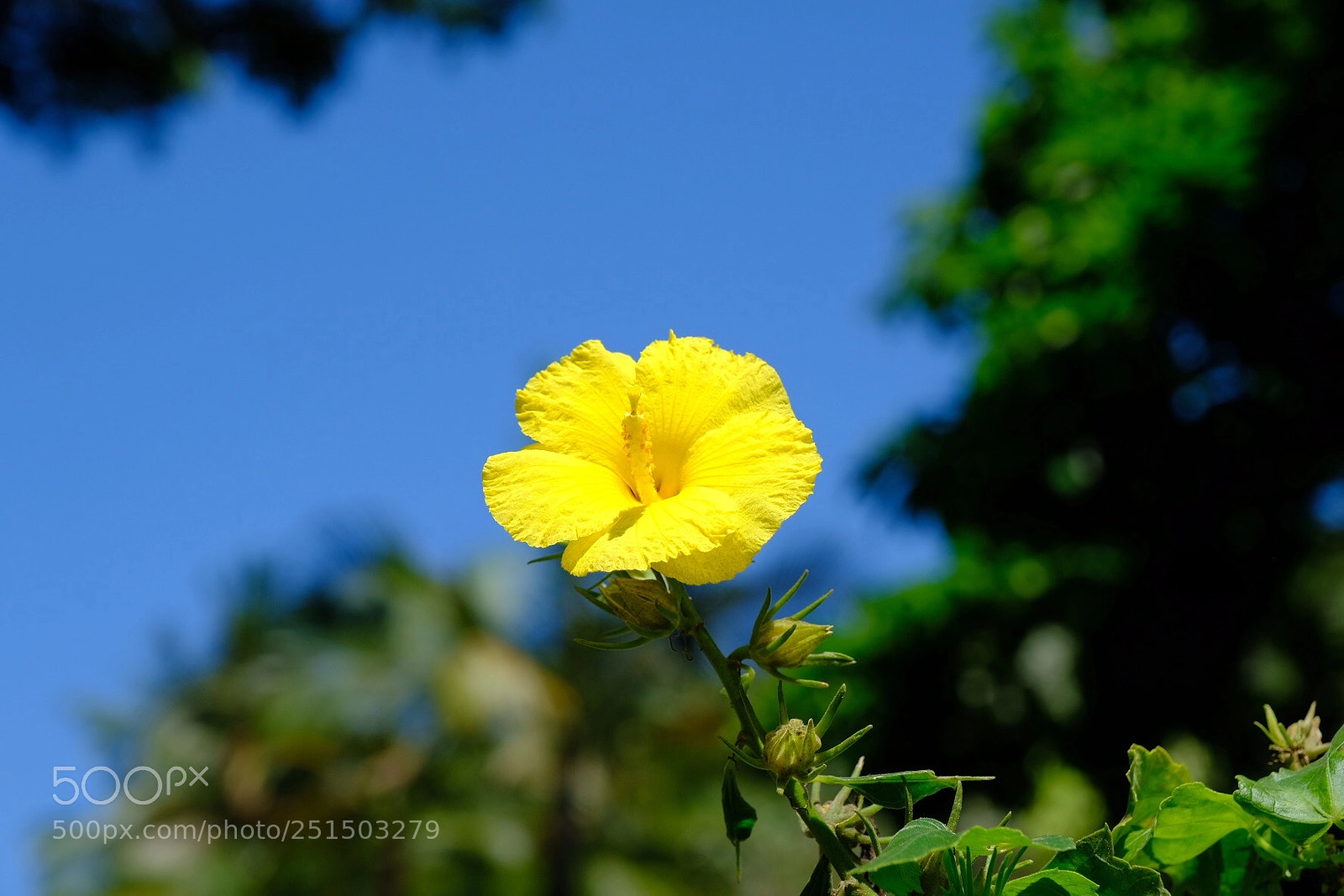 Fujifilm X-T2 sample photo. Hibiscus.  photography