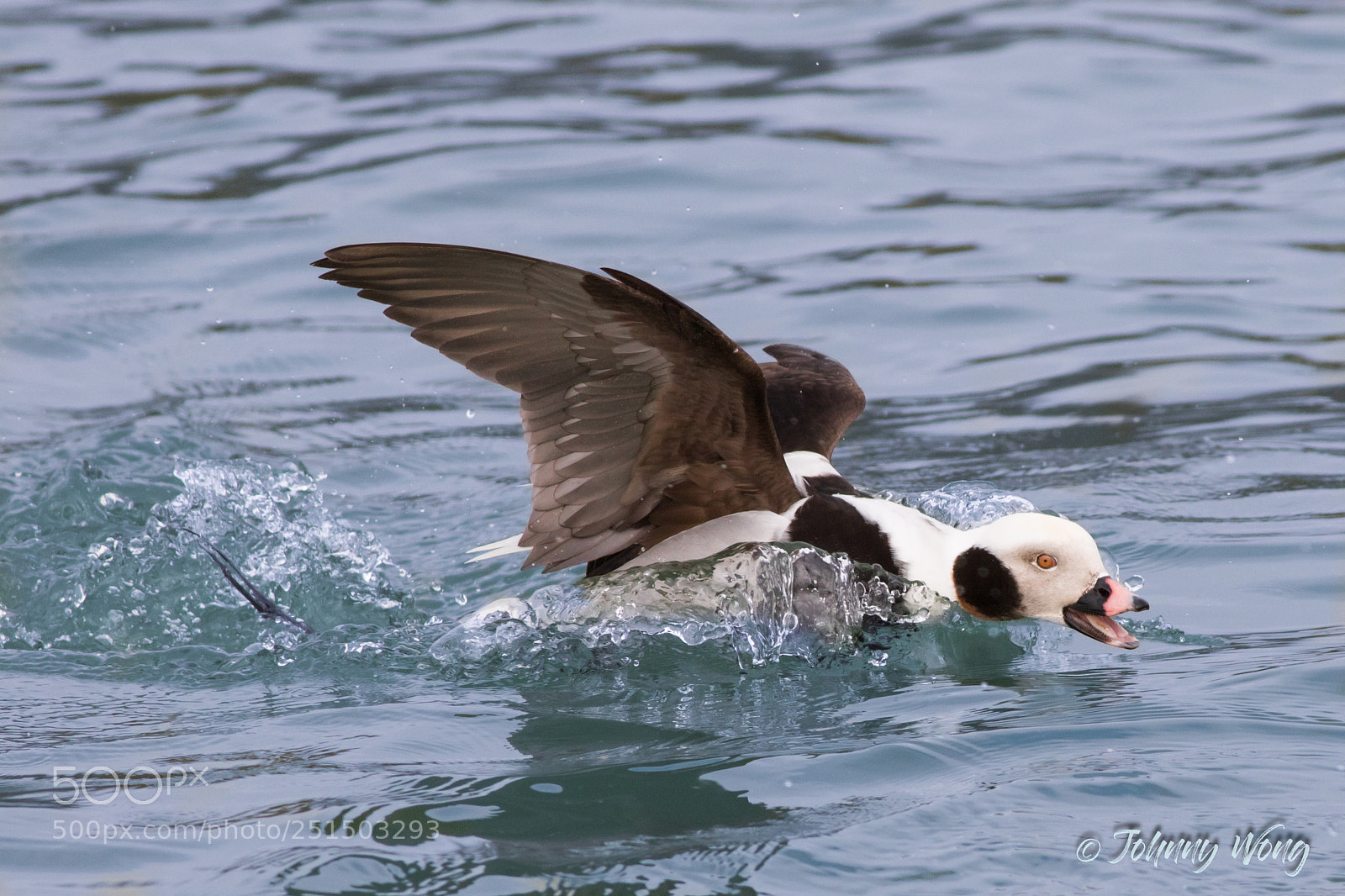 Canon EOS 7D Mark II sample photo. Long tailed duck photography
