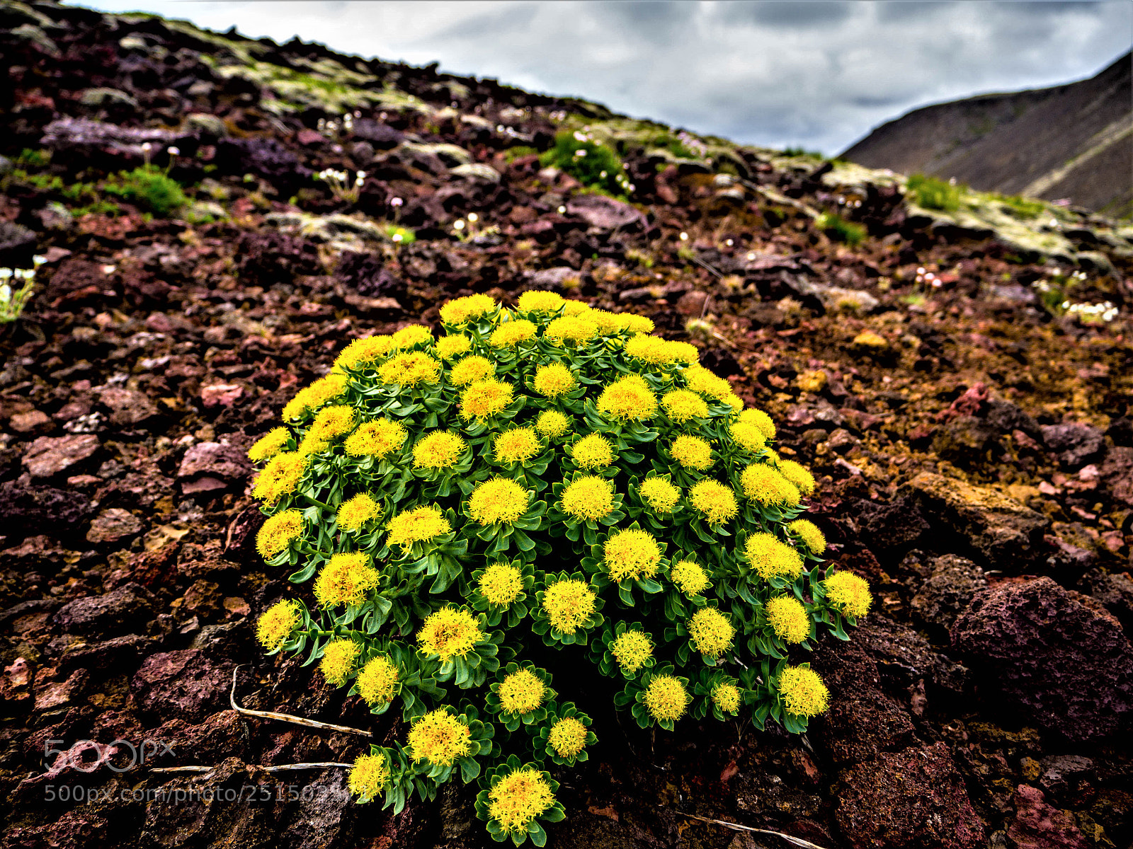 Olympus OM-D E-M10 sample photo. Icelandic flowers photography