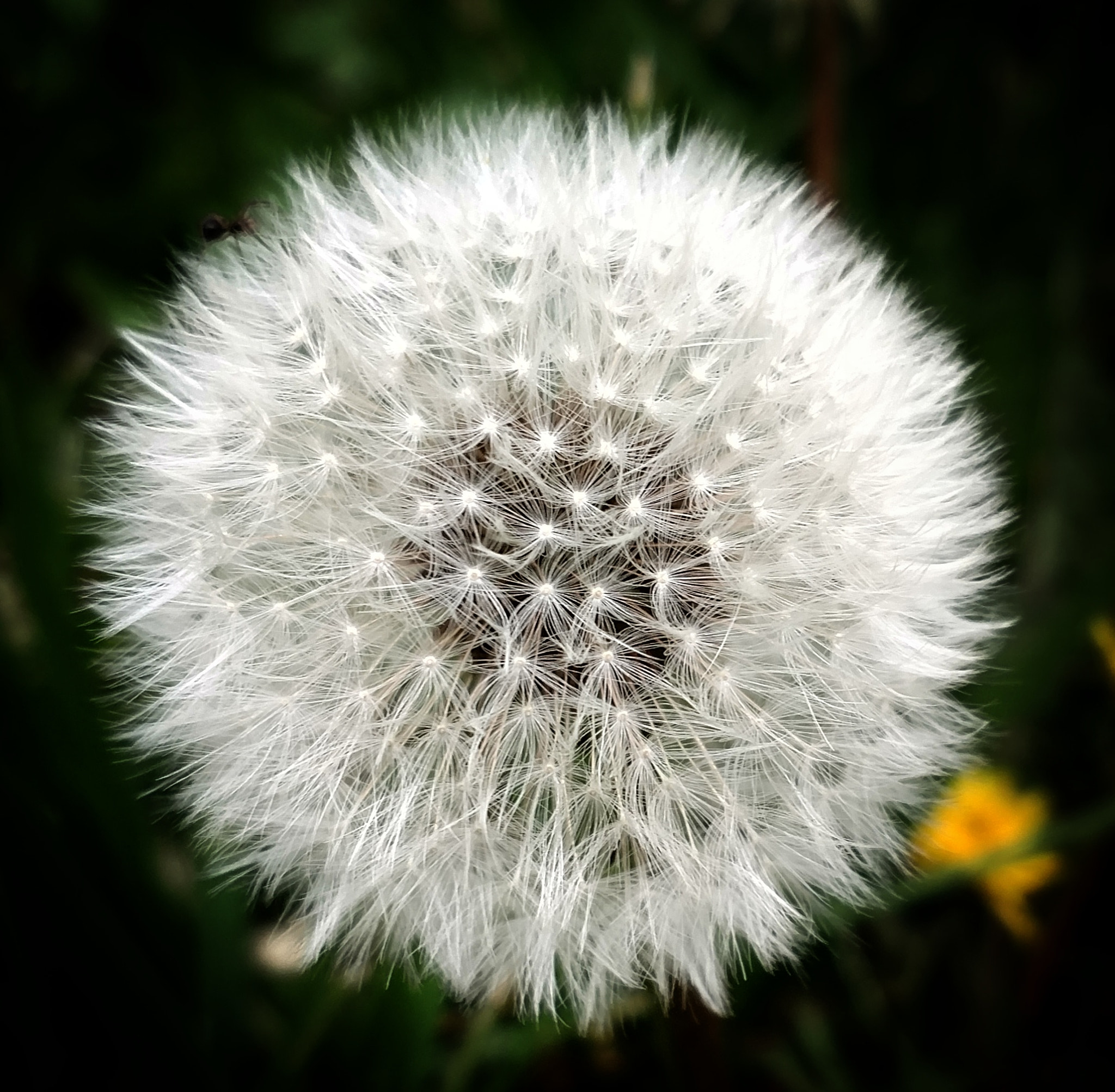 Motorola XT1650 sample photo. Spring photography