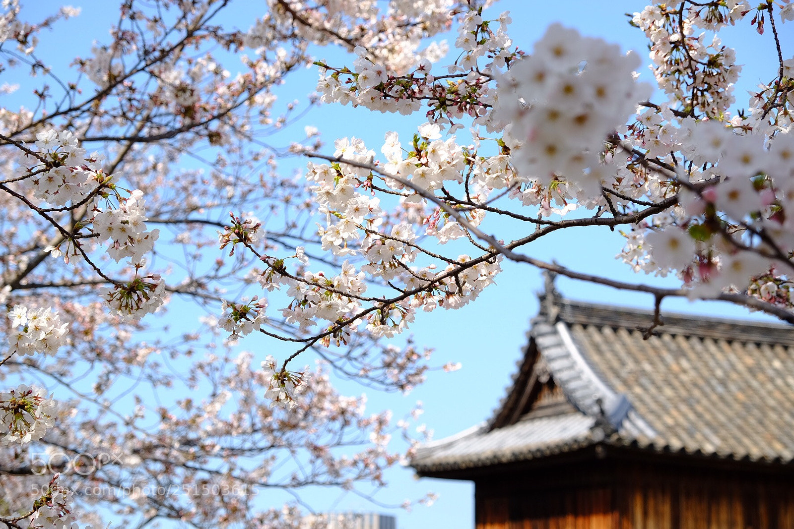 Fujifilm X-T10 sample photo. Blooming of april snow photography
