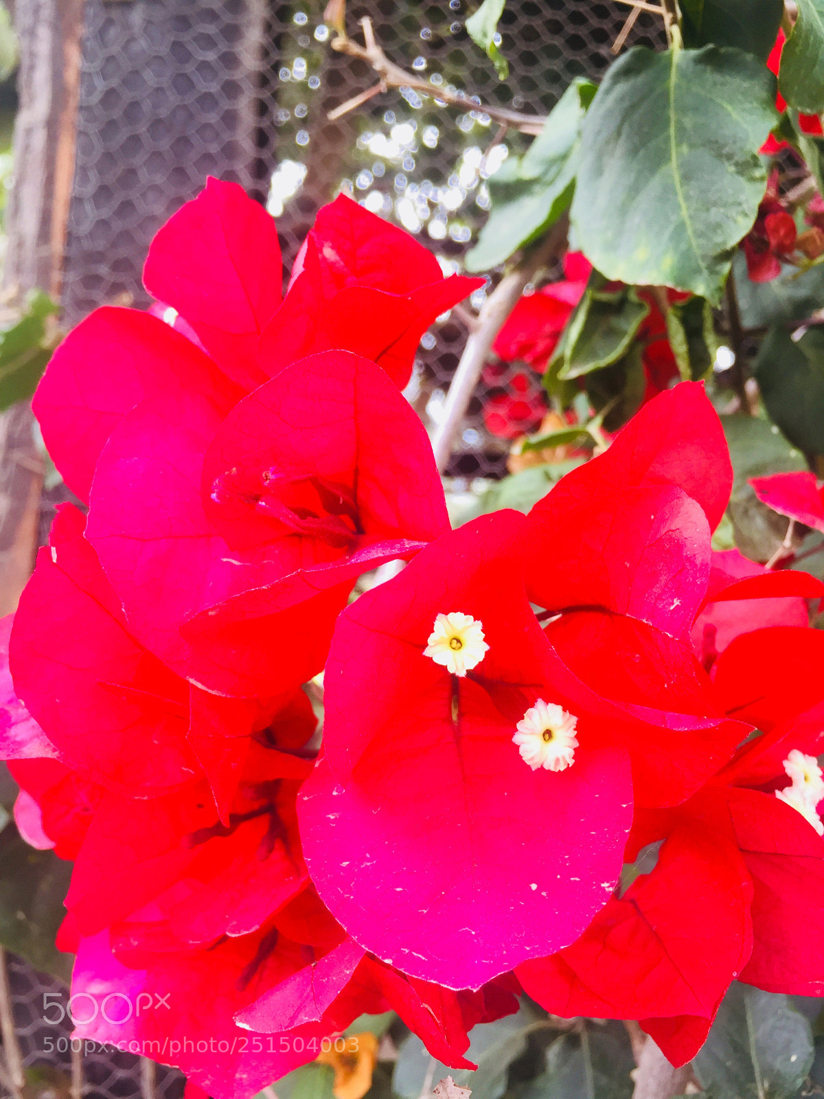 Apple iPhone 6 sample photo. Rojo  photography