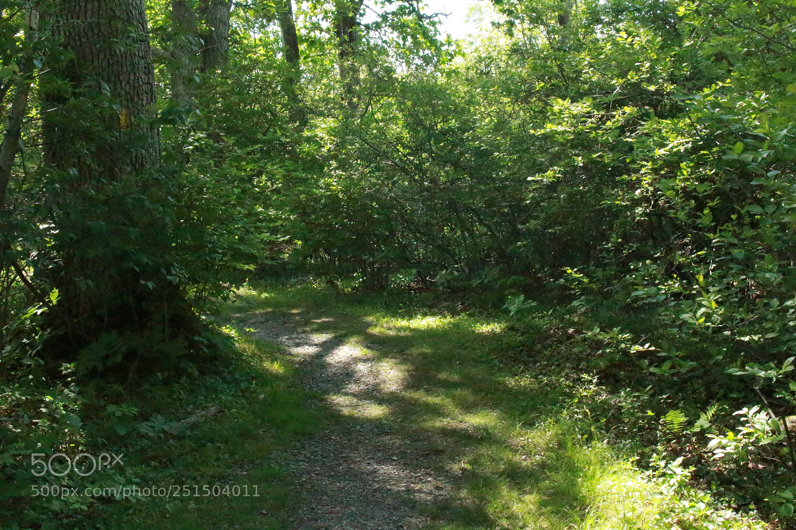 Canon EOS 700D (EOS Rebel T5i / EOS Kiss X7i) sample photo. Down the path photography