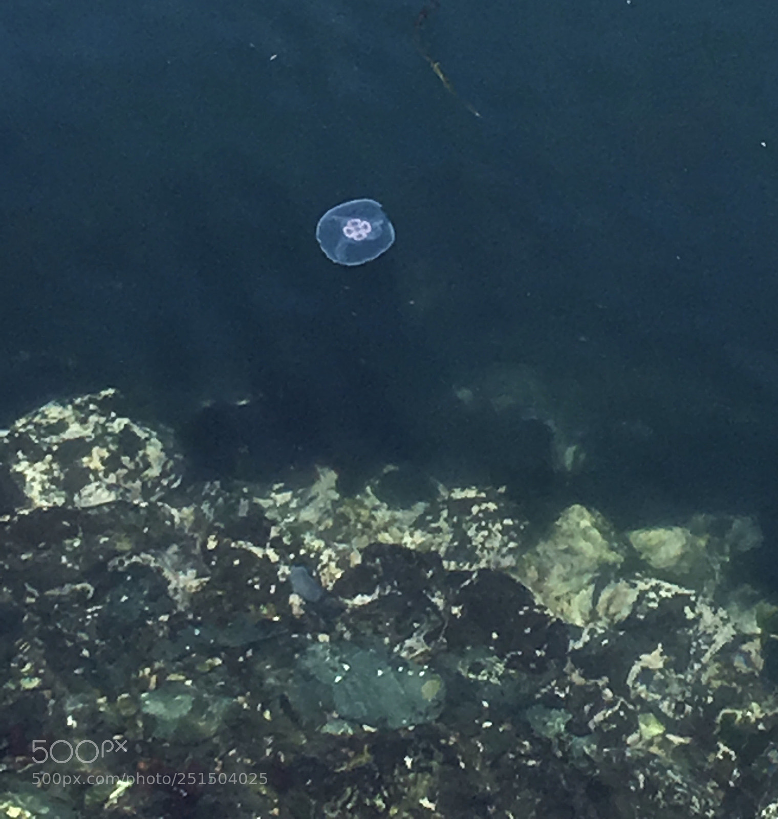 Apple iPhone 6s Plus sample photo. Jellyfish photography
