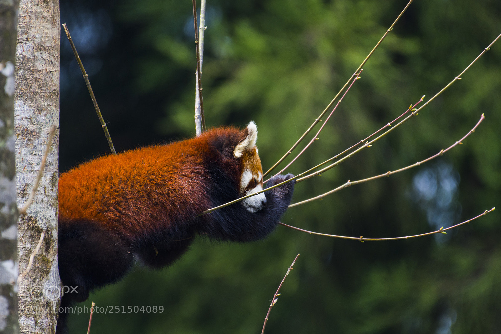 Nikon D7200 sample photo. Red panda photography