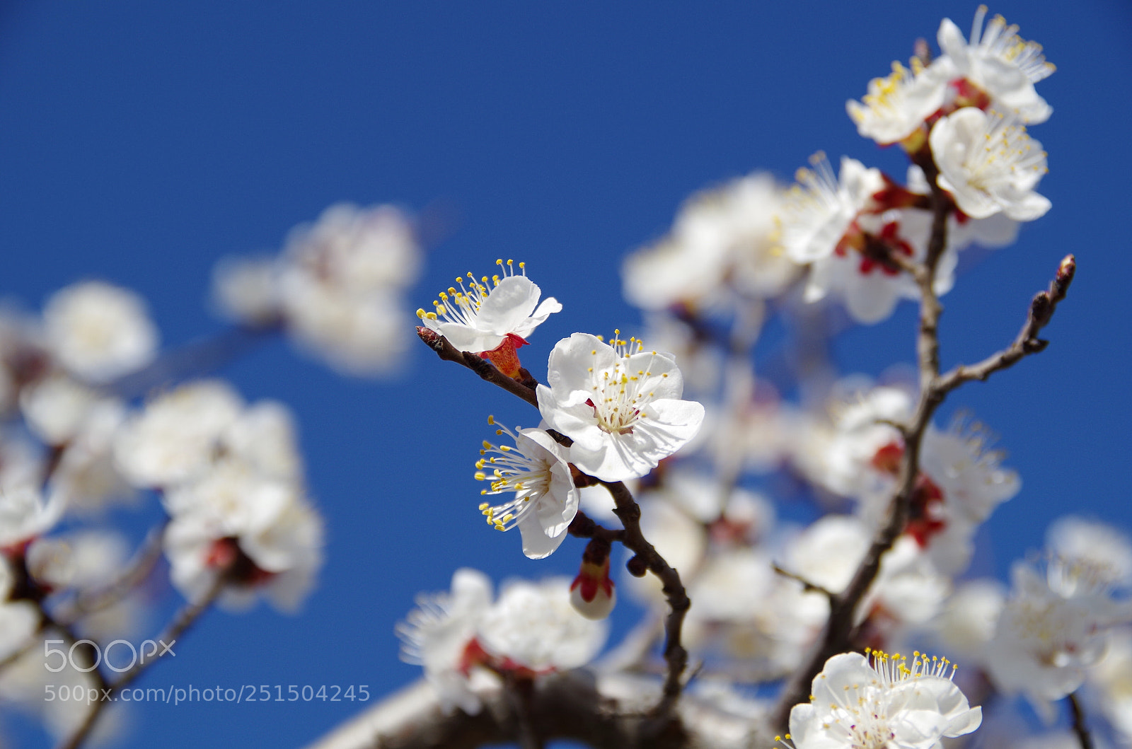 Pentax K-30 sample photo. 杏花 photography