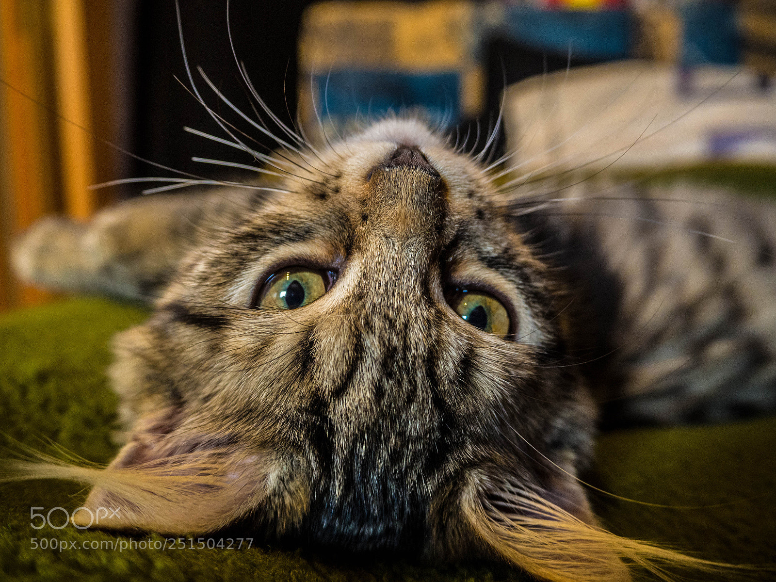 Olympus OM-D E-M10 sample photo. Cat photography